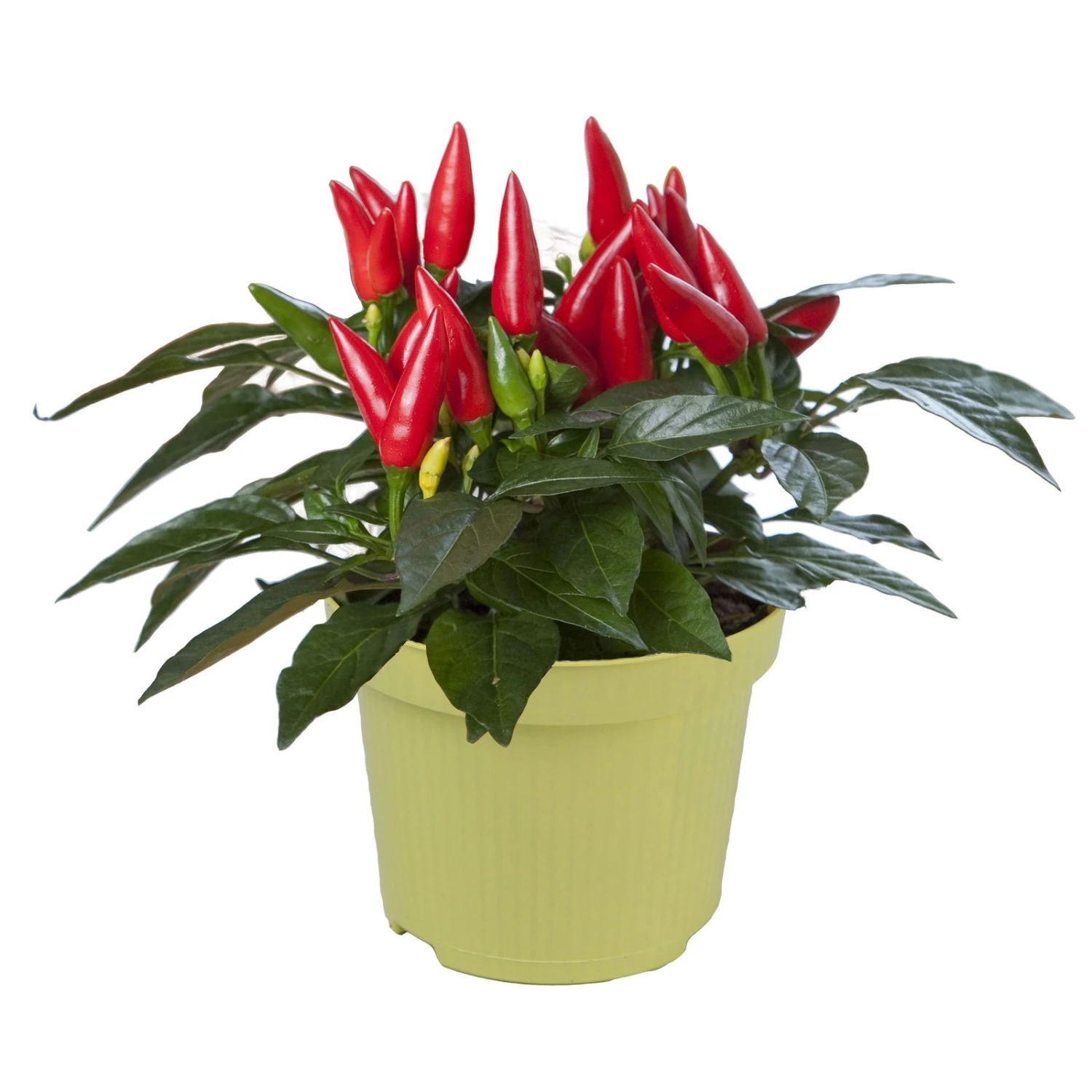 Bio Chili 'Feuerküsschen', Scharf, Topf-Ø 12 Cm, 3er-Set – Bild 2