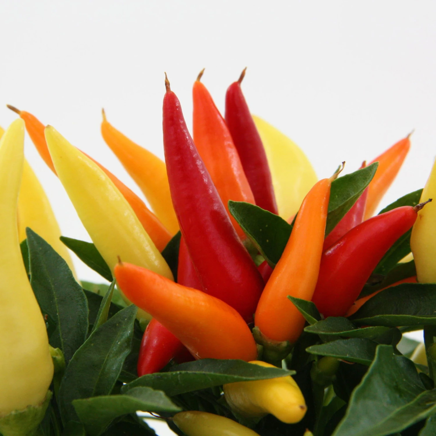 Bio Paprika 'Naschzipfel', Mild, Topf-Ø 12 Cm, 3er-Set – Bild 2