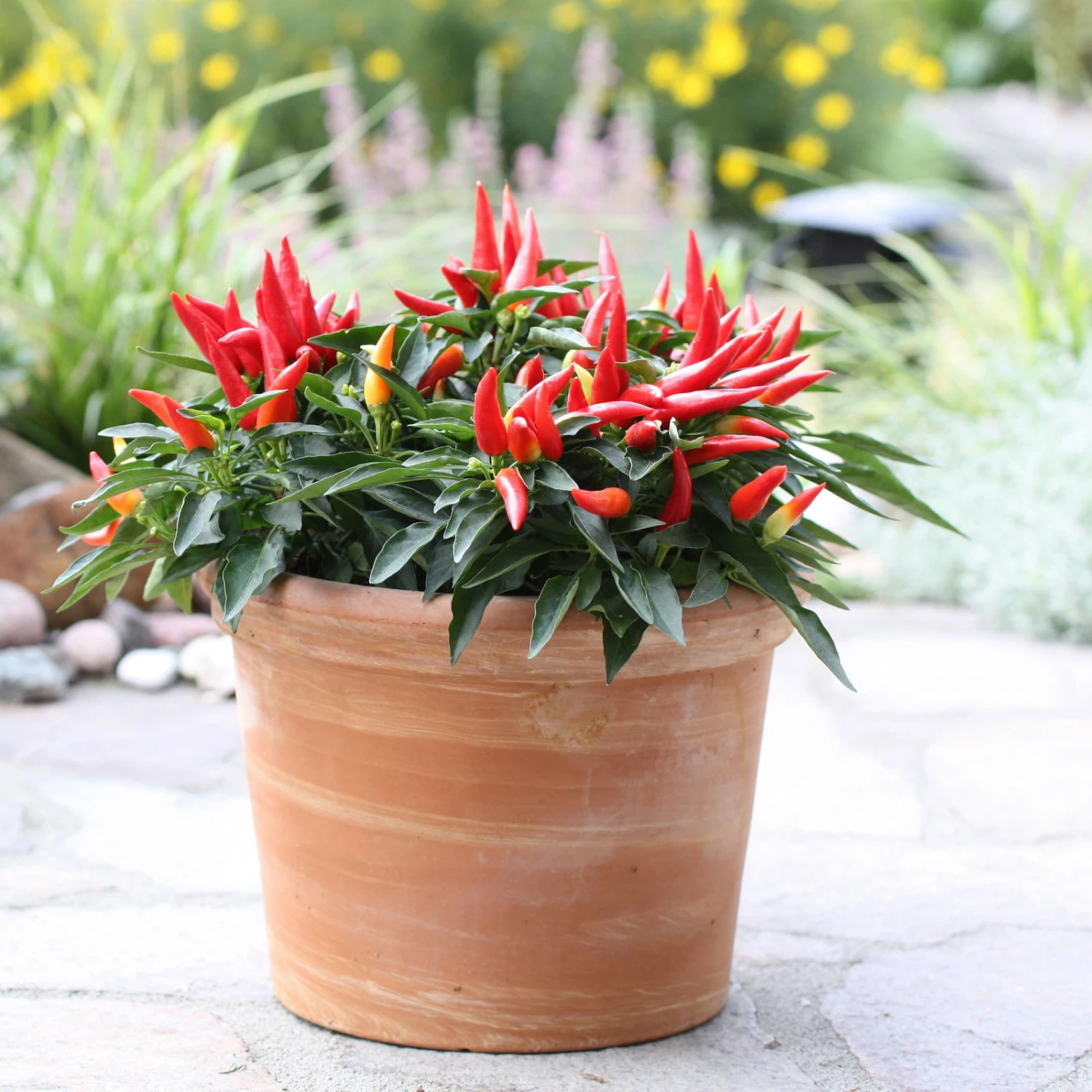 Bio Paprika 'Naschzipfel', Mild, Topf-Ø 12 Cm, 3er-Set – Bild 3