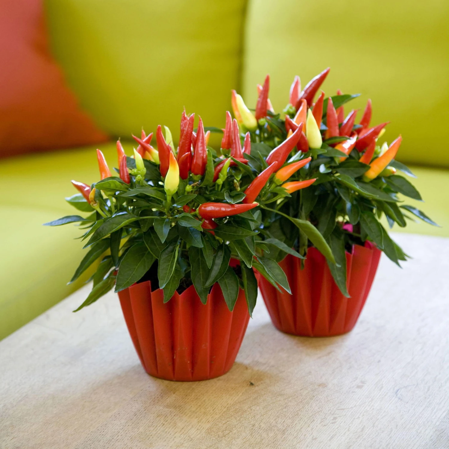 Bio Paprika 'Naschzipfel', Mild, Topf-Ø 12 Cm, 3er-Set – Bild 4