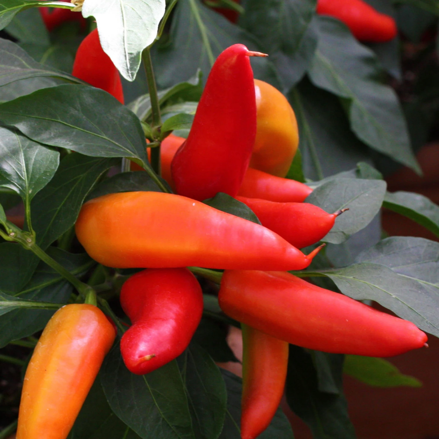 Blu Bio Snack-Chili, Mittelscharf, Topf-Ø 12 Cm, 3er-Set – Bild 3