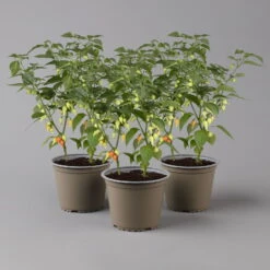 Blu Bio Chilipflanze Tropfen-Chili, Topf-Ø 15 Cm, 3er Set