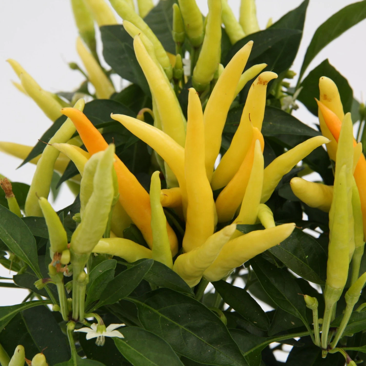 Blu Bio Paprikapflanze 'Paprikaños', Topf-Ø 15 Cm, 3er Set – Bild 3