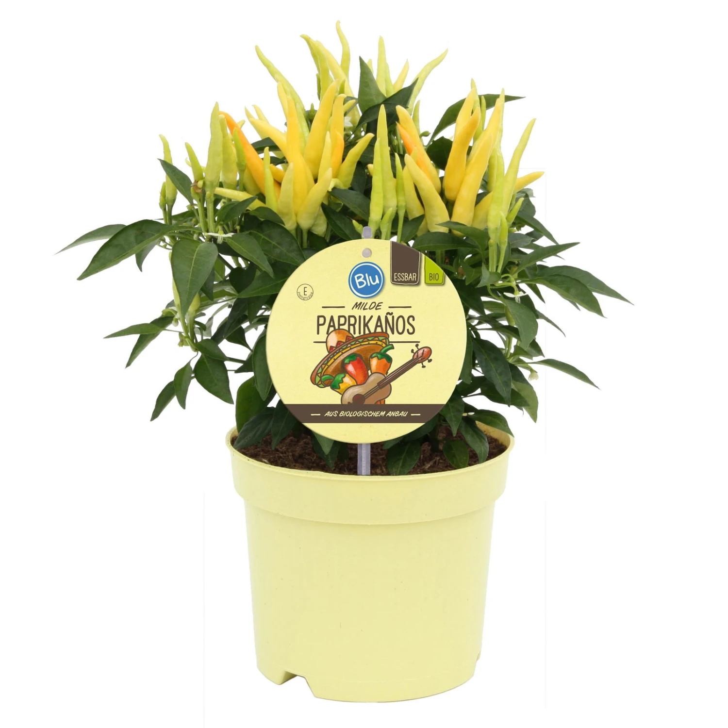 Blu Bio Paprikapflanze 'Paprikaños', Topf-Ø 15 Cm, 3er Set – Bild 2