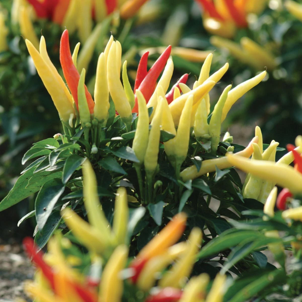 Blu Bio Paprikapflanze 'Paprikaños', Topf-Ø 15 Cm, 3er Set – Bild 5