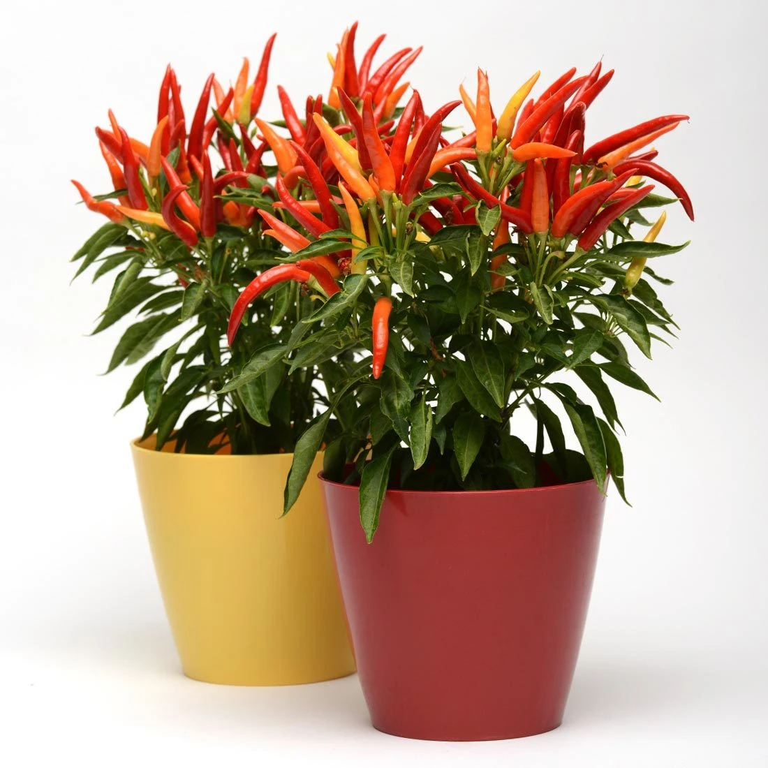 Blu Bio Paprikapflanze 'Paprikaños', Topf-Ø 15 Cm, 3er Set – Bild 4