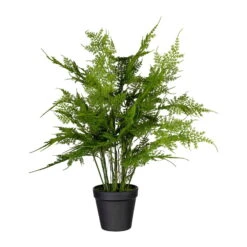 Kunstpflanze Asparagus Plumosus Mit 13 Wedeln, Topf-Ø 11 Cm, Höhe Ca. 40 Cm