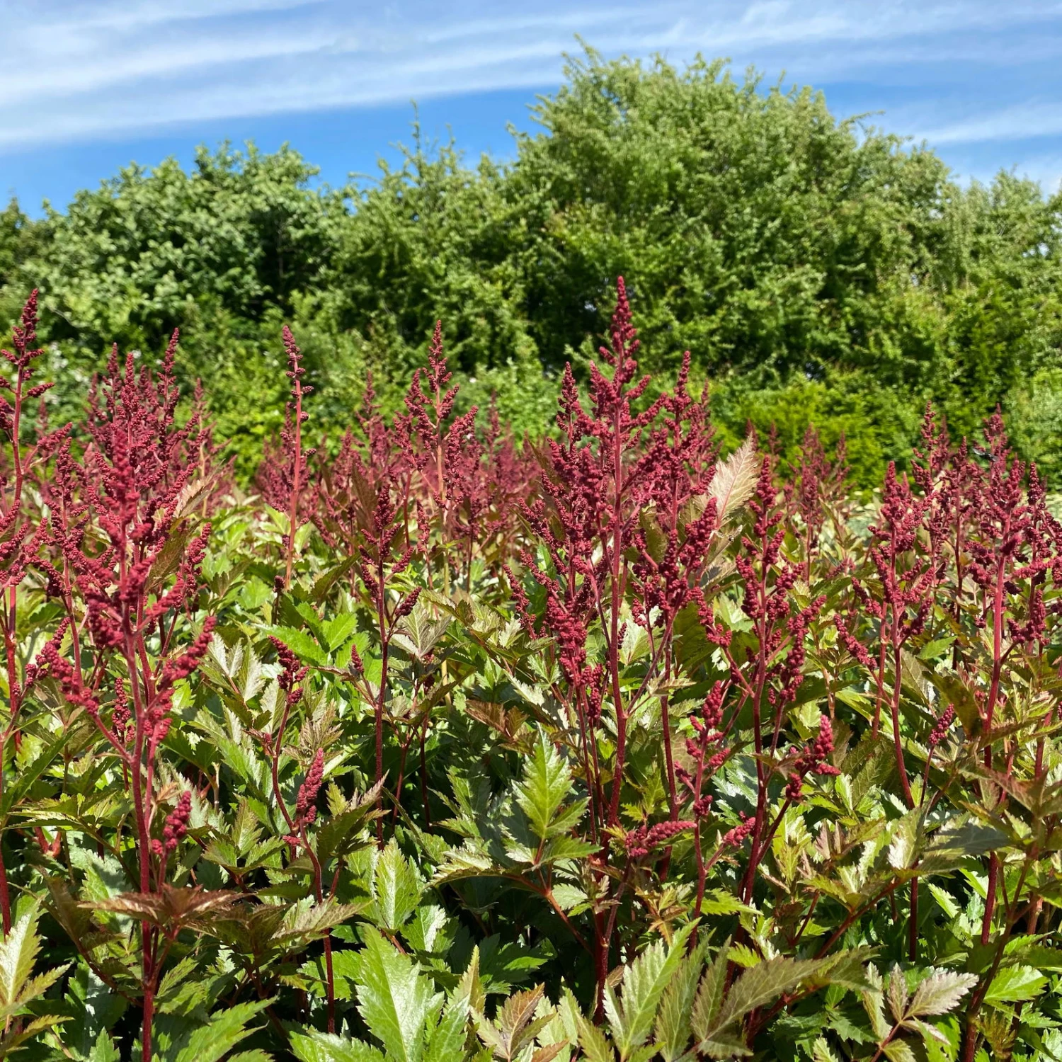 Bio Prachtspiere Rot, Topf-Ø 11 Cm, 3er-Set – Bild 6