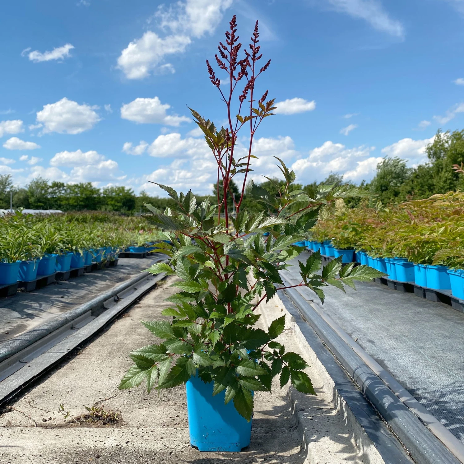 Bio Prachtspiere Rot, Topf-Ø 11 Cm, 3er-Set