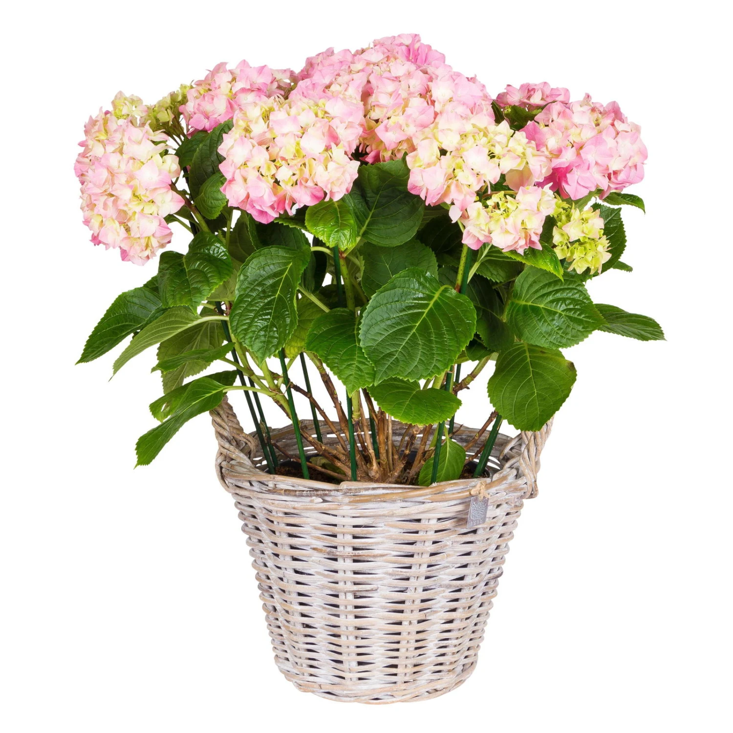 Pflanzkorb Aus Rattan Mit Folieneinsatz, Weiß, Ø 35 H: 25 Cm – Bild 2