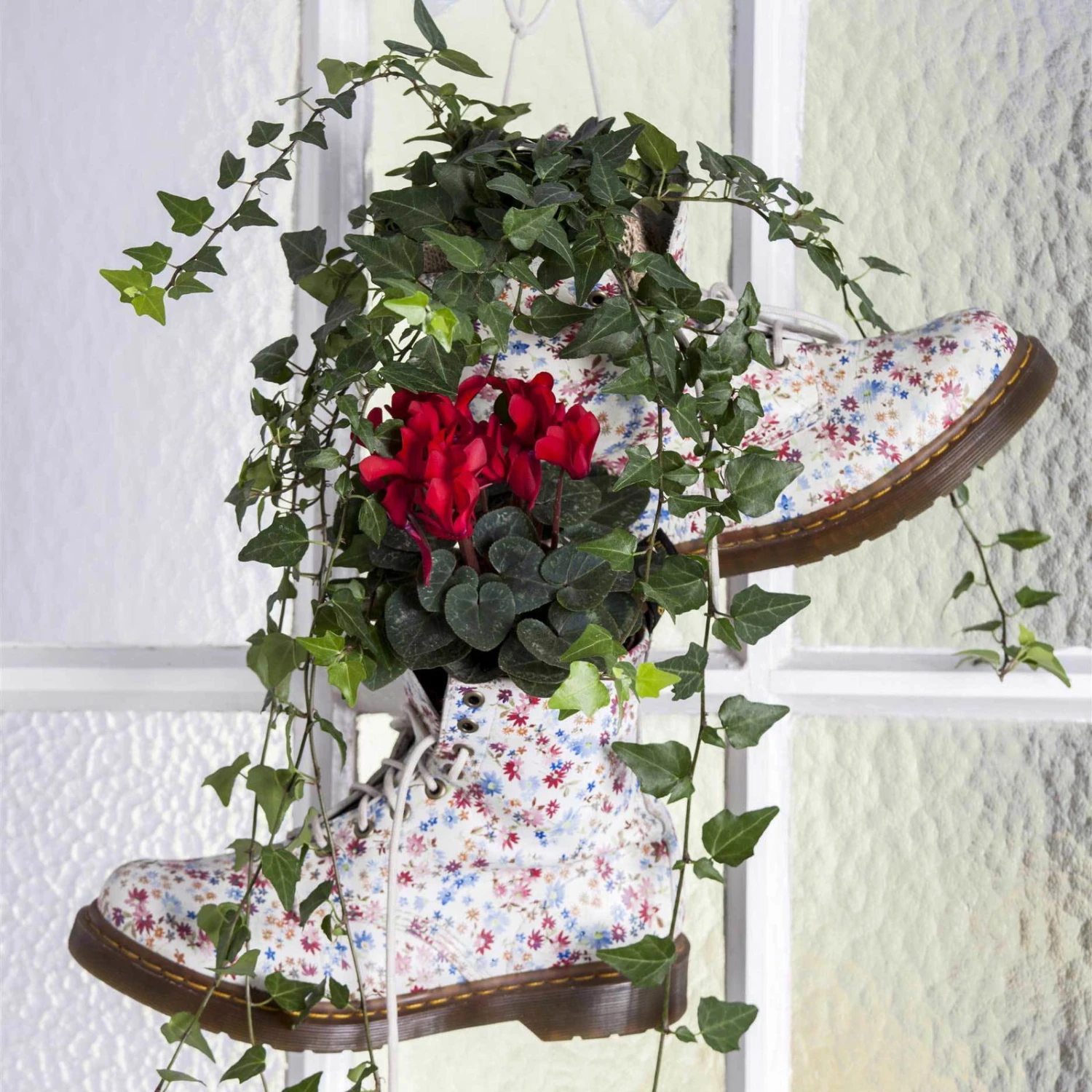 Alpenveilchen 'Outland', Rot/weiß, Topf-Ø 10,5 Cm, 6er-Set – Bild 6