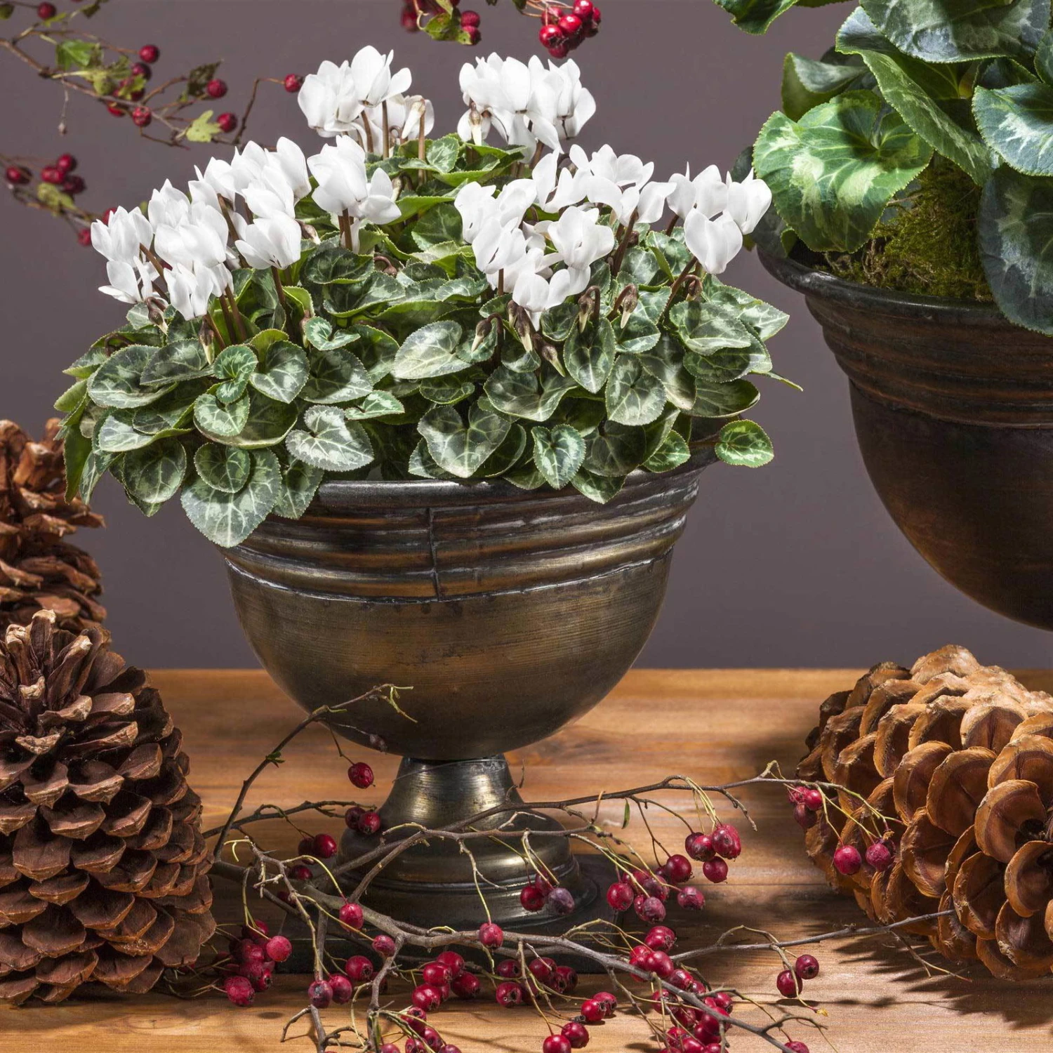Alpenveilchen 'Outland', Rot/weiß, Topf-Ø 10,5 Cm, 6er-Set – Bild 3