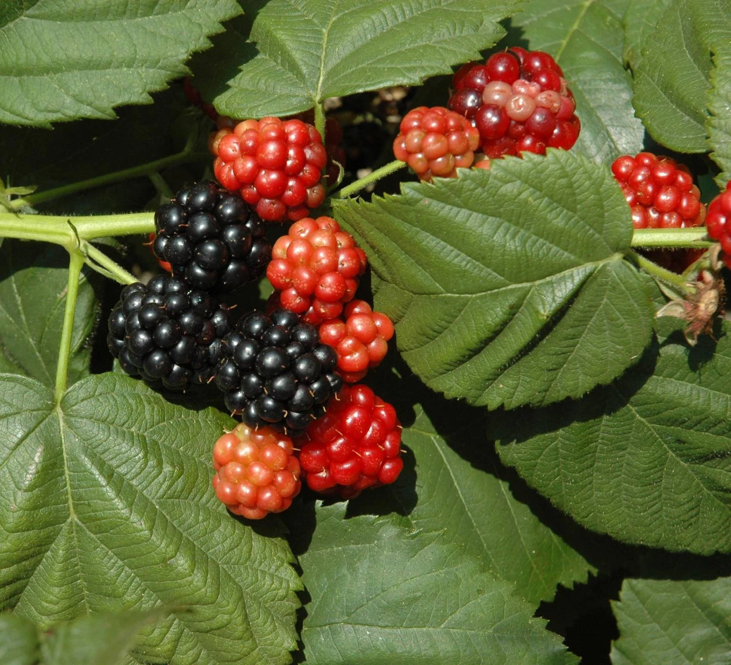 Bio-Beeren-Dünger Mit Schafwolle, Compo, 2 Kg – Bild 2