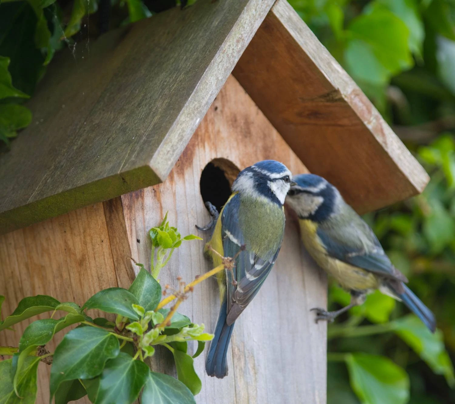 Nistkasten Für Blaumeisen – Bild 2
